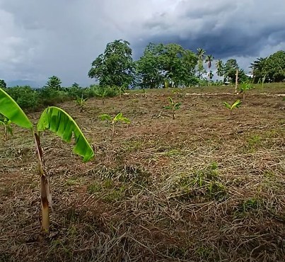 Saba Banana Bonanza: