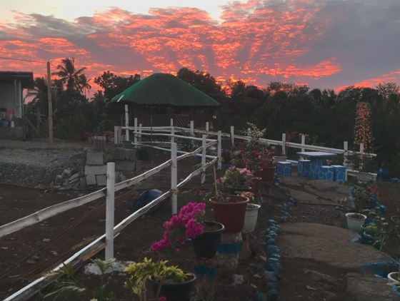 Sunrise Serenade: When the Birds and Crickets Put on a Show