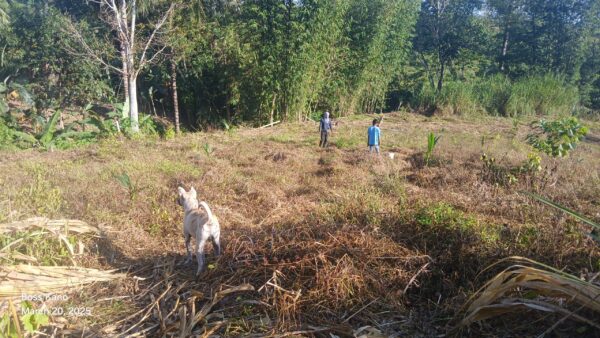 Tiring Work under Enormous Heat for Tree Planting
