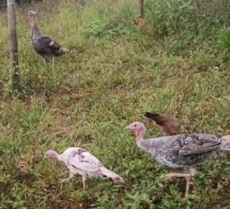 Where to Find Our Turkey and Chicken Friends!