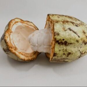 Cacao
