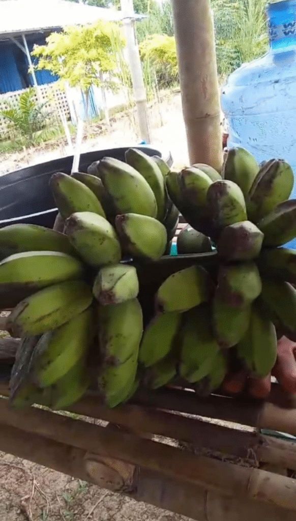 Harvest and marketing