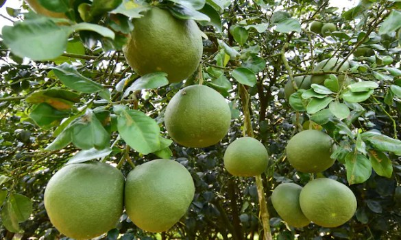 pomelo fruit trees are value trees