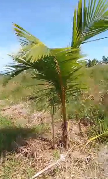 coconuts in agro forestry