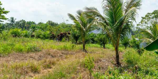 Our Farm: New Coconut Farm Footage