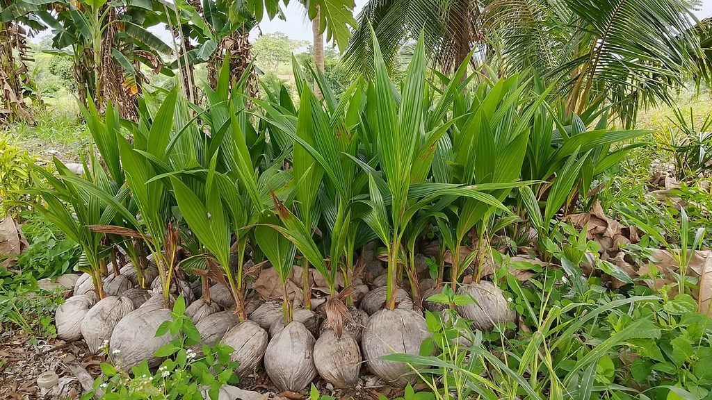Our coconut seedlings sitting under the old mango tree for acclimatization