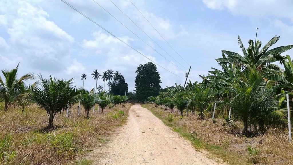 Our Main Road through our Farm