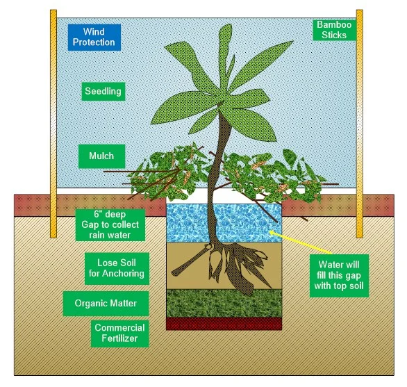 General wind protection for seedlings against heavy wind.