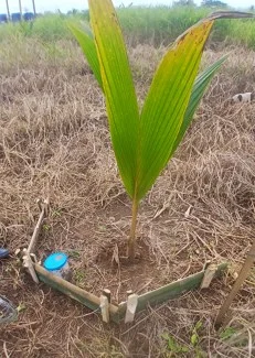 Erosion Control on slops with easy bamboo barrier